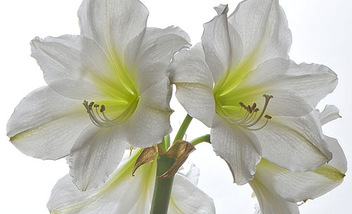 amaryllis