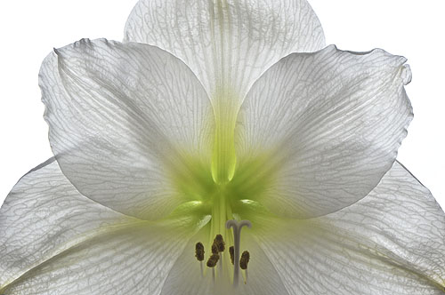 amaryllis