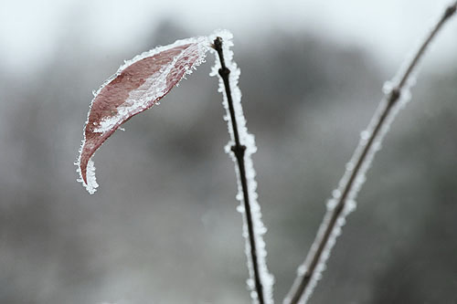 frost1